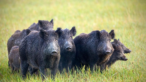 Feral-Hogs-scaled-1.jpg