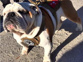 Pets 4 G.I.s Dog Dash