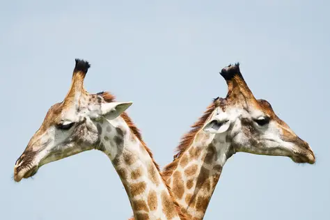 Differences between Product Marketing Management (PMMs) and Product Management (PMs)