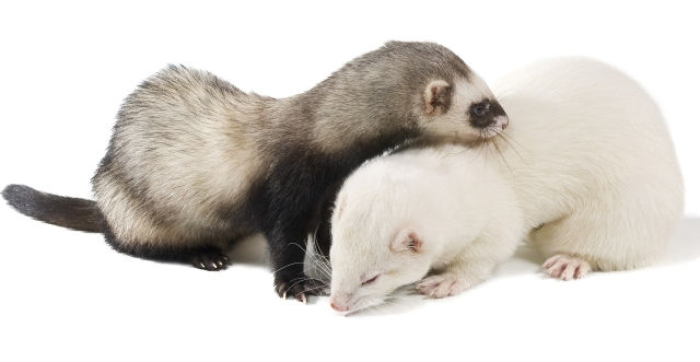 ferret-pair