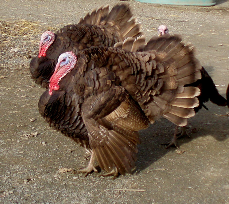 Chocolate Heritage Turkey.webp
