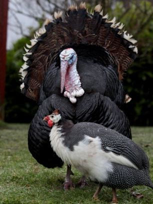 Turkeys & Gamebirds