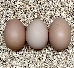WHITE ROCK EGGS.webp
