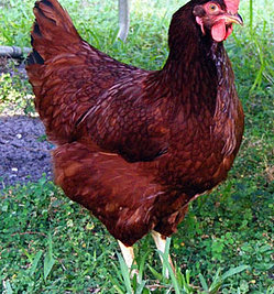 Brim's Farm & Garden | Rhode Island Reds