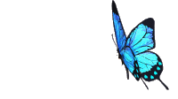 mariposa_azul.gif