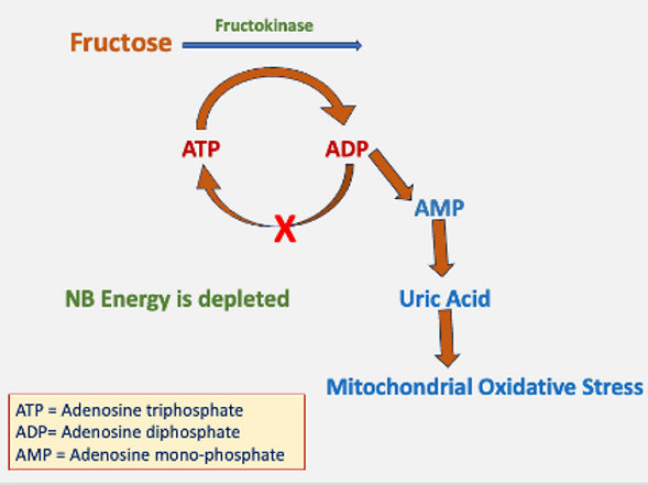 diagram showing how fructose is metabolised in the liver
