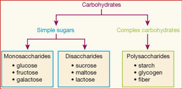 diagram showing how carbohydrates breakdown into different sugars