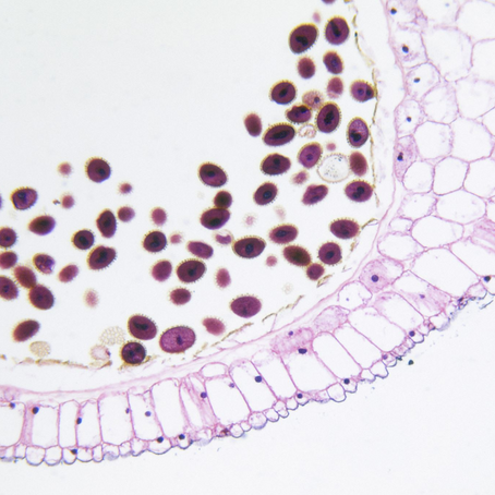 Understanding the Roles of White, Brown and Beige fat in Health
