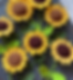 Easy sunflower pattern