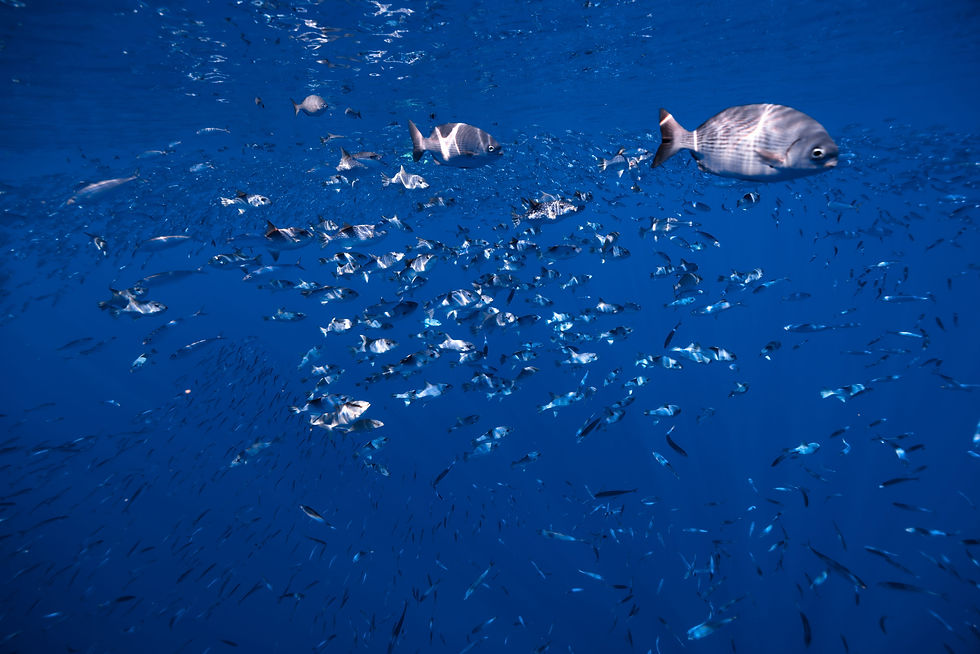 Underwater school of small fish with three mahi mahi