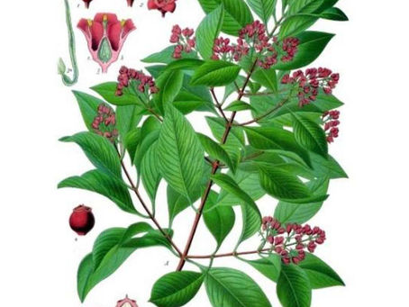 Dyeing with Sandalwood
