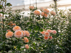 The Garden Effect: From Historic Inspiration to Modern Breeding 