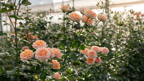 The Garden Effect: From Historic Inspiration to Modern Breeding