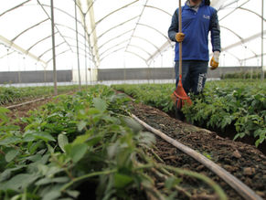 Por qué la precisión de la temperatura es un asunto comercial, no solo agronómico
