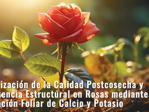 Optimization of Postharvest Quality and Structural Resistance in Roses through Foliar Application of Calcium and Potassium