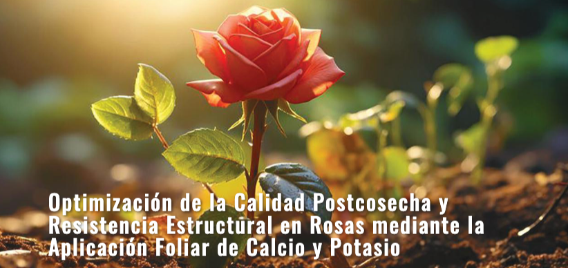 Optimización de la Calidad Postcosecha y Resistencia Estructural en Rosas mediante la Aplicación Foliar de Calcio y Potasio