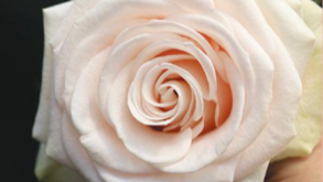 Three roses designed for "I Do": NIRP’s Wedding Collection for the season ahead