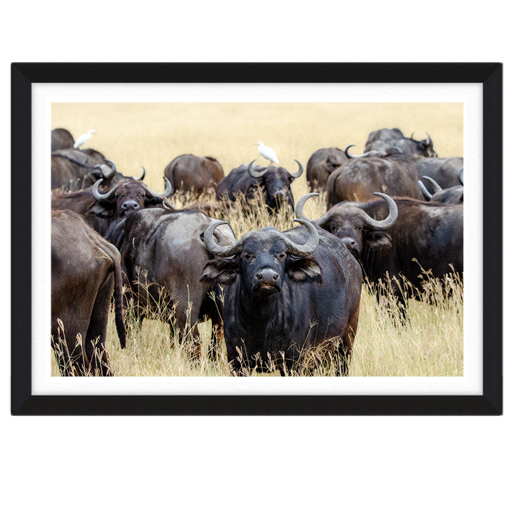 Thumbnail: Ngorongoro Cape Buffalo