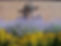 riverview flowers.jpg
