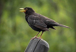 An Easy Science Story: Do Your Own Experiment!