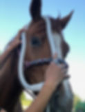 About PEMF Equine Image.jpg