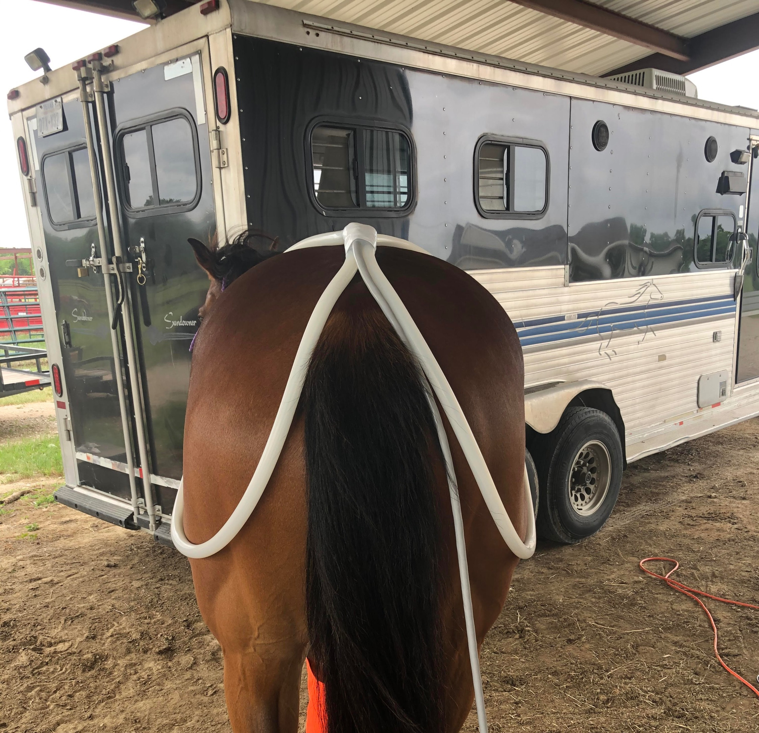 Equine Wings 24" PEMF Complete Machines KT PEMF Performance