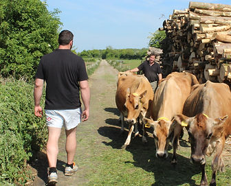 Darren and Geoff getting the cows in for milking