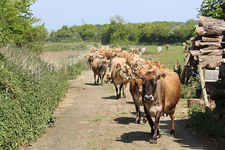 free range jersey cow herd
