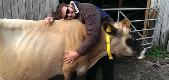 farmer Darren and Holly the jersey cow