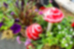 Darling Toadstools