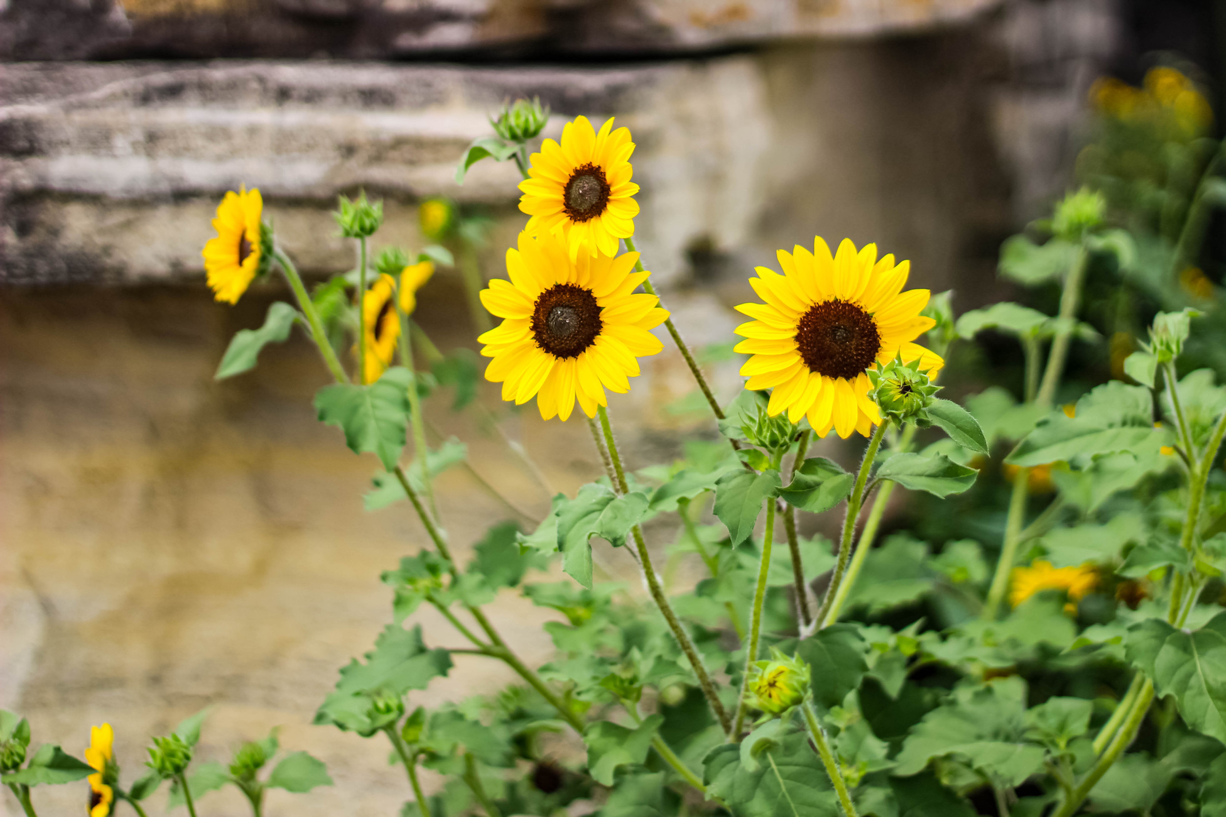 Landscaping Myers Tree Farm