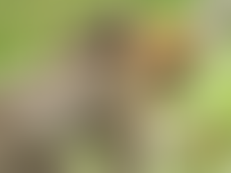 英検準1級・1級対策|オンラインレッスンで学ぶ時事トピックの考え方