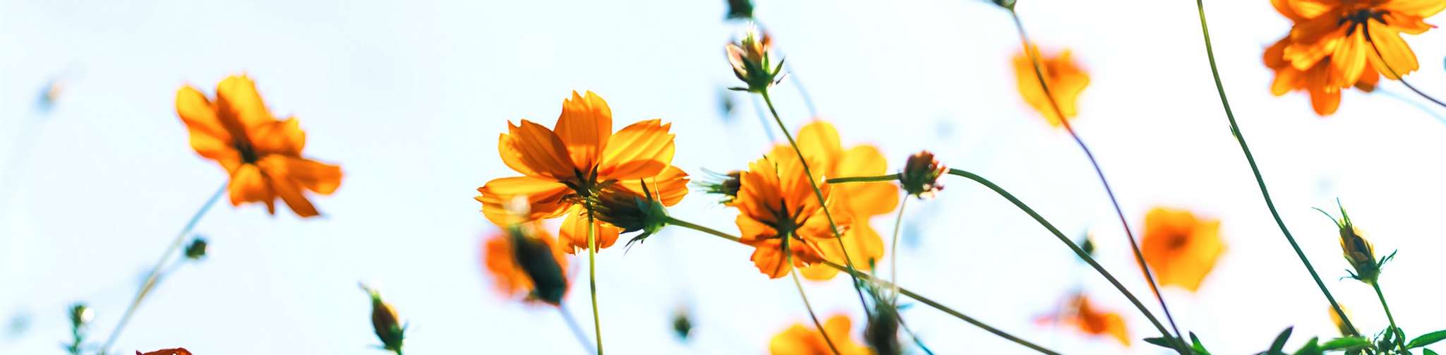 Yellow Flowers Outside_edited_edited.png