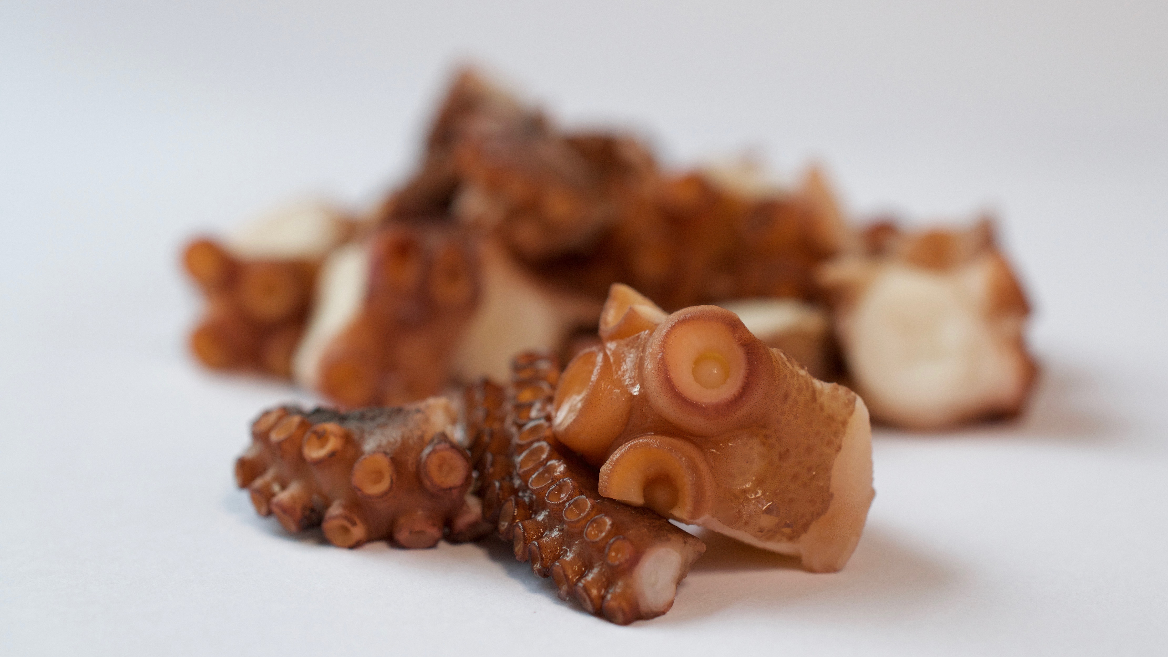 PULPO