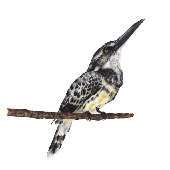Bird I | Colorpencil