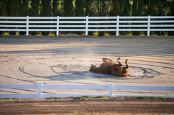 14617-Oak-Knoll_C_116