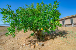 19502 Vista Del Otero Ramona-97