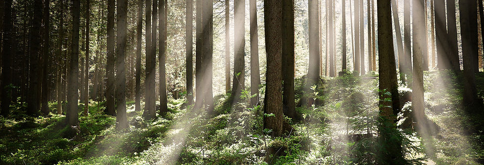 beautiful-shot-forest-with-tall-trees-bright-sun-rays-shining.jpg