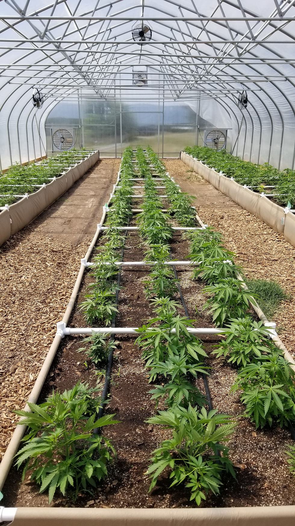 Greenhouse 2