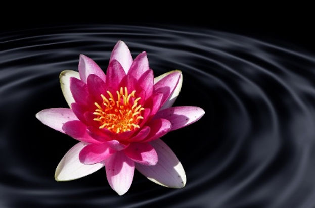 lotus.jpeg