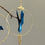Miniature : Oiseaux bleu marine Origami, créole simple avec sequin doré