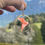 Miniature : Oiseaux corail nacré, créoles doubles