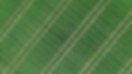 DJI_0981.JPG