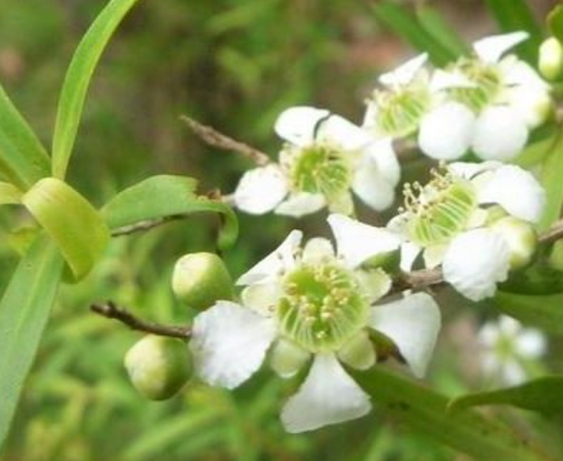 Lemon scented tea tree | High Valley Dawn