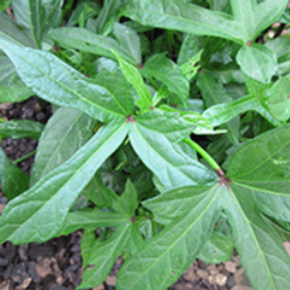 Malvaceae. (same as okra, cotton, cacao and durian)