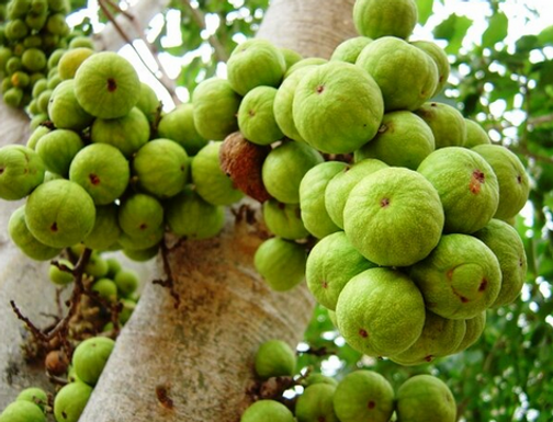 Cluster fig