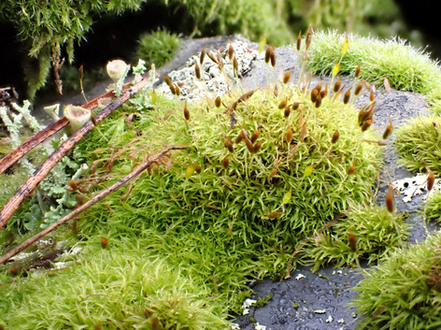nature, Réserve naturelle Semois