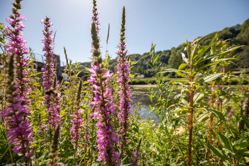 nature, Réserve naturelle Semois