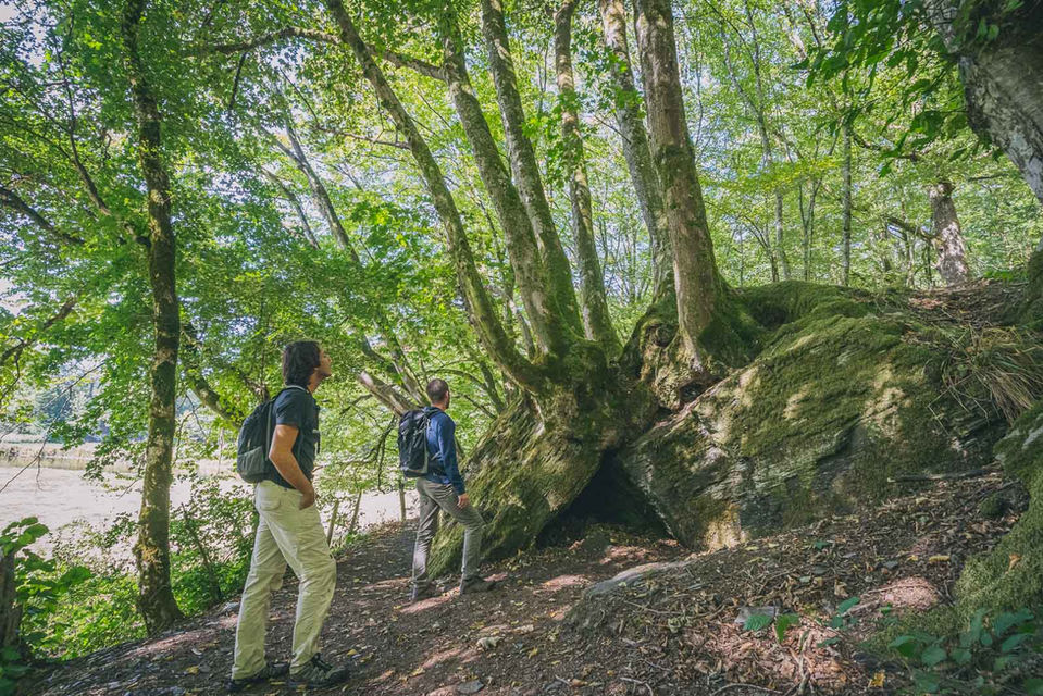 Forêt réserve naturelle Semois