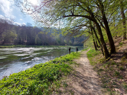 Forêt réserve naturelle Semois